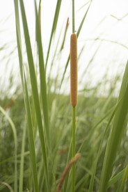 沼泽野草图片