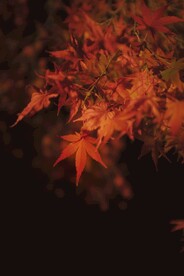 鸡爪槭