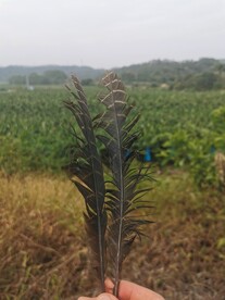 羽毛 鸡毛