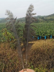 鸡毛 羽毛