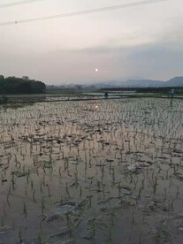 晨