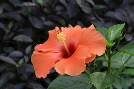 朱槿花 