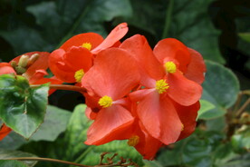 温室花草