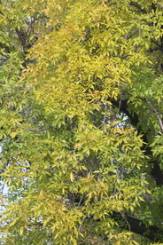 白蜡树 