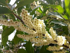 杜英花