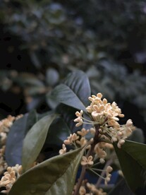 桂花