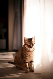 虎斑猫