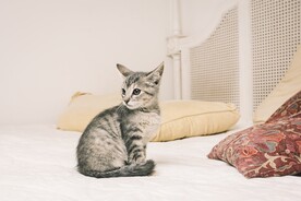 虎斑猫