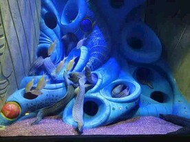 海洋馆热带鱼