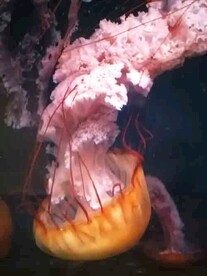 海洋馆热带鱼