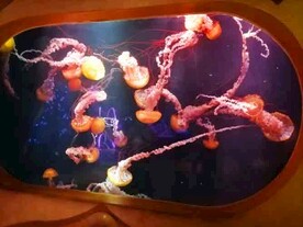 海洋馆热带鱼