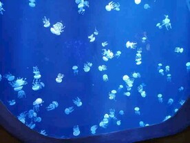 海洋馆热带鱼