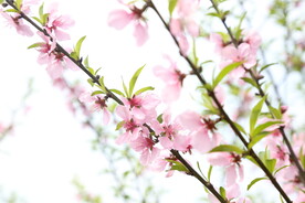 桃花开 
