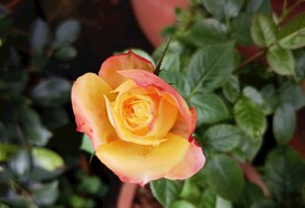 美丽的月季花