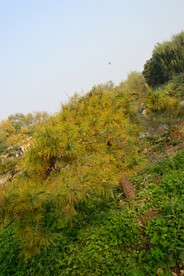 彩叶风景 