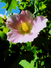芙蓉花开