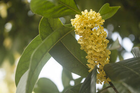 秋日桂花