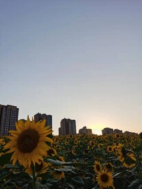 夕阳下的向日葵