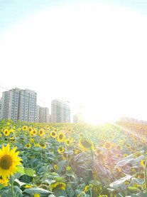 夏日向日葵