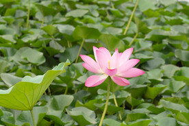 池塘里好看的荷花