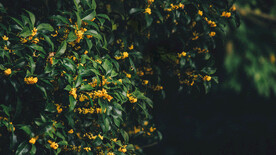 桂花