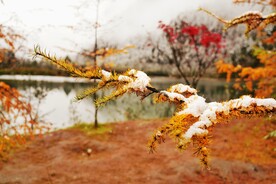 雪罩松枝