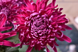 大菊花