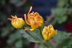 待开菊花