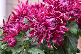 大花菊花