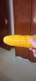 煮玉米