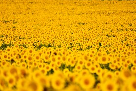 芙蓉菊