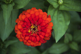 好看的花朵