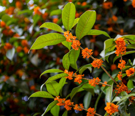 金桂花树