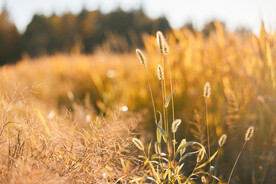 稻田旁边的狗尾巴草