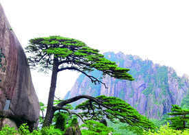 松树