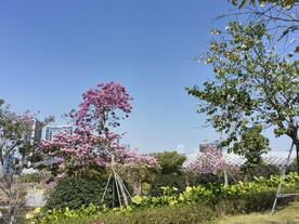 深圳绿化