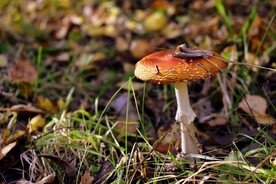 野生蘑菇