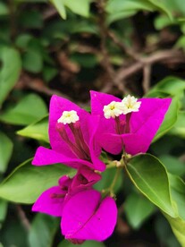 叶子花