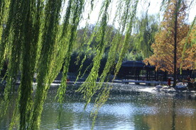 彩叶风景 