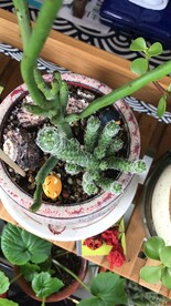 珊瑚树