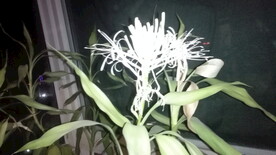 富贵竹花