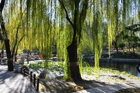 垂柳风景 