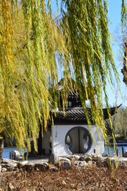 垂柳风景