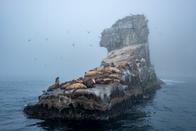 海豹
