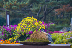 菊花盆景