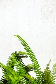 肾蕨