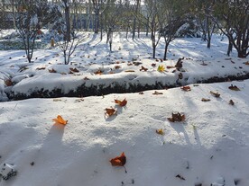 雪中
