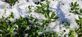 润雪