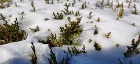 润雪