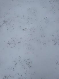 雪地草